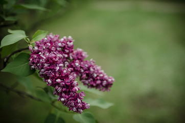 Lush flowering lilac bushes. Blooming lilac very beautiful rich color. Photo lilac closeup and on a blurred background.