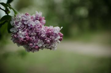 Lush flowering lilac bushes. Blooming lilac very beautiful rich color. Photo lilac closeup and on a blurred background.