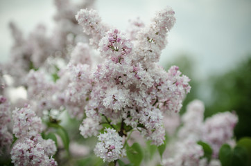 Lush flowering lilac bushes. Blooming lilac very beautiful rich color. Photo lilac closeup and on a blurred background.