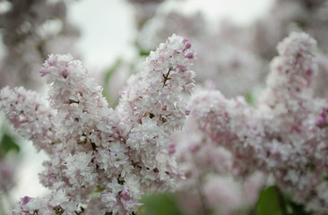 Lush flowering lilac bushes. Blooming lilac very beautiful rich color. Photo lilac closeup and on a blurred background.