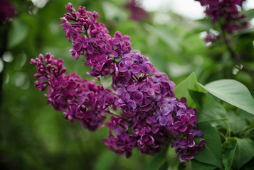Lush flowering lilac bushes. Blooming lilac very beautiful rich color. Photo lilac closeup and on a blurred background.