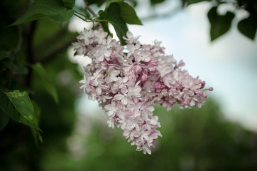 Lush flowering lilac bushes. Blooming lilac very beautiful rich color. Photo lilac closeup and on a blurred background.