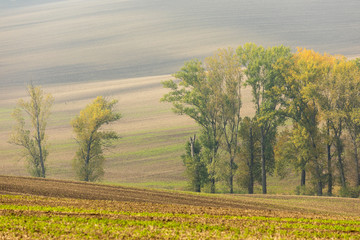 Obraz premium Moravian fields in autumn time. Rolling fileds in Czech Republic near Brno.