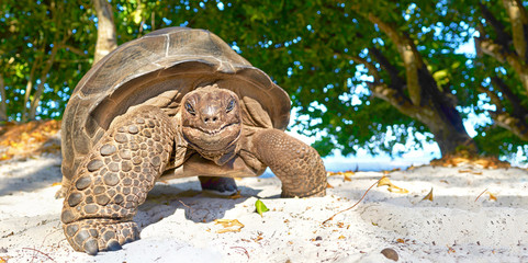lachende Schildkröte am Strand