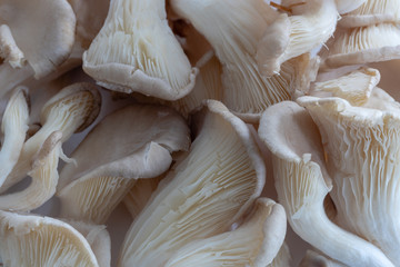 Close Up von Austernpilzen