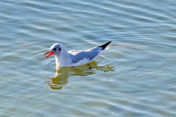 Black-headed gull at Rosolina Mare, Italy