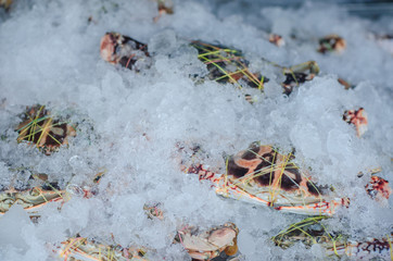 Fresh crabs on the ice in the market