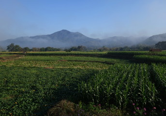 Fototapeta na wymiar Foggy morning view of mountain and plantation in Pua, Nan province, Thailand.