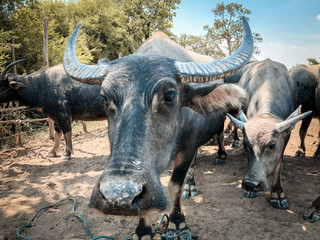 Fototapeta premium Beautiful buffalo in the Thai countryside