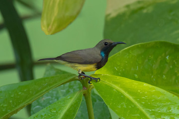 Small bird on leaves of tree plant.