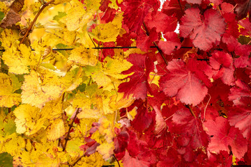 Moravian fields in autumn time. Rolling fileds in Czech Republic near Brno.