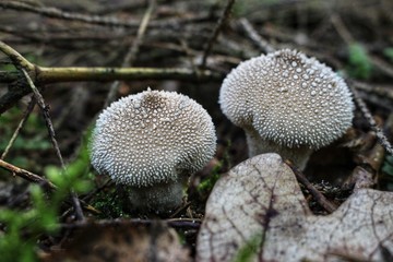 Lycoperdon perlatum in the forest