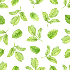 Fresh mint leaves and stems isolated on white seamless background, top view. Close up of peppermint. Spice medical and kitchen herbs digital clip art.Watercolor food and healthcare illustration. - 305955259