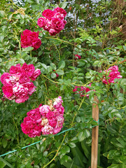 Shrub roses in the garden.