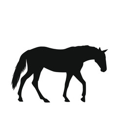 Horse Silhouettes