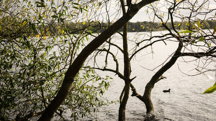 Landschaft im Herbst am Wasser