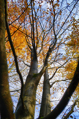 Bäume mit Laub in Herbstfarben im Wald