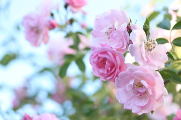 Pink roses bush in the garden
