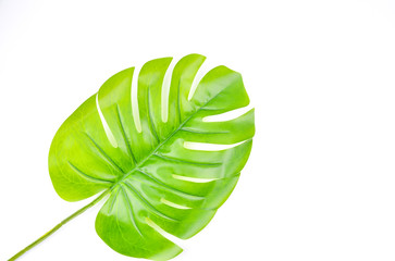 Naklejka na ściany i meble Monstera leaves summer on white background with space for text. Top view.