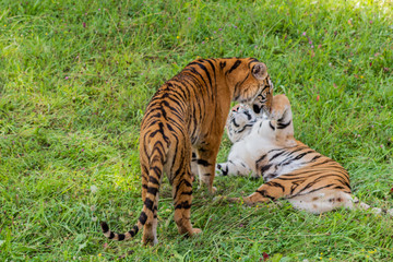 Bengal tiger enjoying in a green meadow
