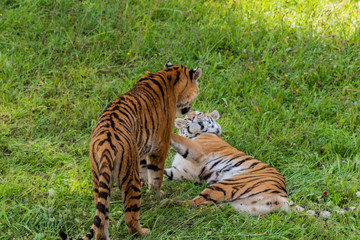 Fototapeta na wymiar Bengal tiger enjoying in a green meadow