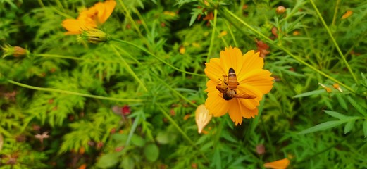 How a honey bee is collecting honey from cosmos flowers.  A very beautiful honey bee is sitting on the flowers.