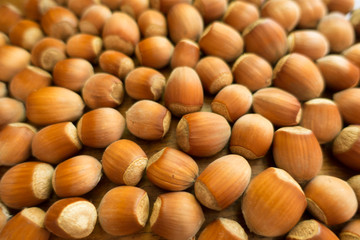 Close shot of fully ripe unpeeled hazelnuts