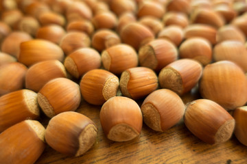 Close up of fully ripe unpeeled hazelnuts