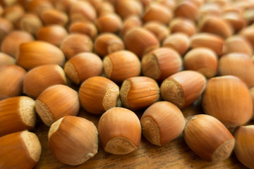 Close view of fully ripe unpeeled hazelnuts