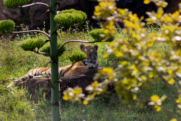 Bengal tiger enjoying in a green meadow