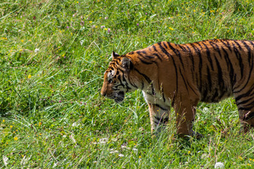 Bengal tiger enjoying in a green meadow