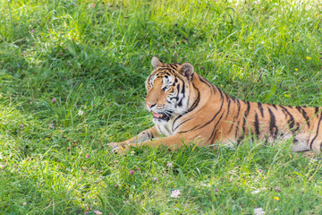 Bengal tiger enjoying in a green meadow