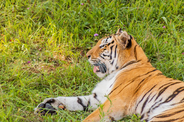 Bengal tiger enjoying in a green meadow