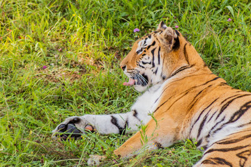 Bengal tiger enjoying in a green meadow