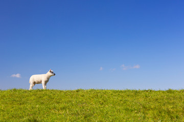 Obraz premium Texel lamb on the island of Texel, The Netherlands