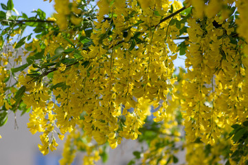 Laburnum anagyroides ornamental yellow shrub branches in bloom against blue sky, flowering small tree
