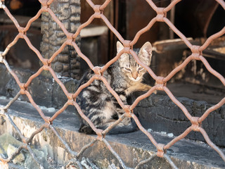 Kitten, Strassenkatze, Street Cat, cat, cat family, Felidos, Felis catus, Gato, katzenjunges, Kedi, kitten, sokak kedisi, street cat, Kätzchen, 