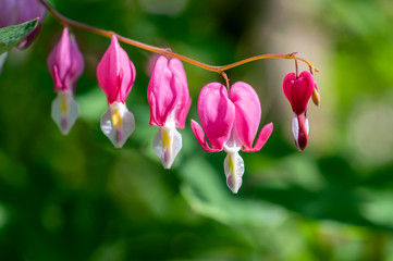 Dicentra spectabilis pink bleeding hearts in bloom on the branches, flowering plant in springtime...