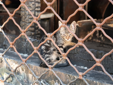Kitten, Strassenkatze, Street Cat, cat, cat family, Felidos, Felis catus, Gato, katzenjunges, Kedi, kitten, sokak kedisi, street cat, K&auml;tzchen, 