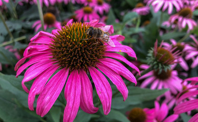 Obraz premium A vibrant growing patch of Echinacea Purpurea or Purple Coneflower from the sunflower family, with importance to the bees and pharmaceutical industry