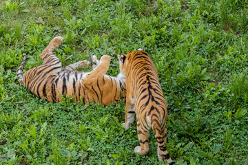 Bengal tiger enjoying in a green meadow