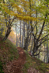Fototapeta na wymiar Sentiero di bosco in periodo autunnale