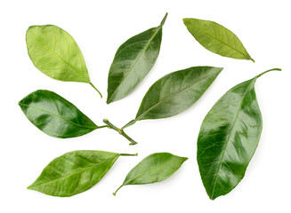 Set of citrus leaves on a white. The view of the top.