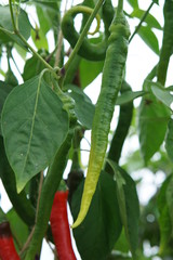 Hot Pepper Longhorn