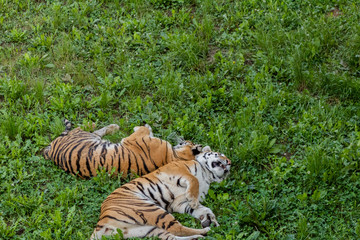 Bengal tiger enjoying in a green meadow