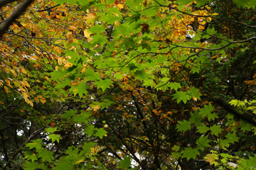 北海道阿寒湖畔