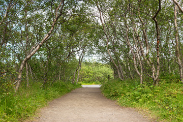 Gravel path in the park under birch alley, romantic road 