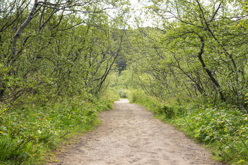 Fototapeta na wymiar Gravel path in alley of birches, road going through birch forset