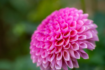 Dahlia