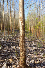 dry teak tree during the dry season